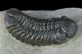 Austerops Trilobite - Nice Eye Facets #138955-5